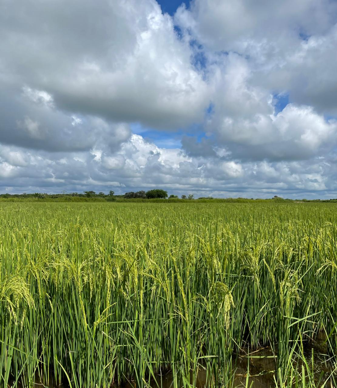 Del Suelo al Grano: Manejo Biológico del Cultivo de Arroz con Bioinsumos ERA VERDE