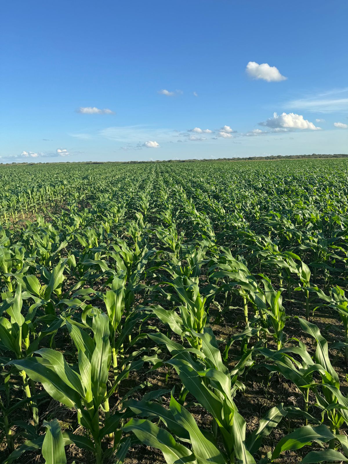 ¿Por Qué Unas Plantas de Maní Producen Más que Otras? La Respuesta Estaba en el Suelo
