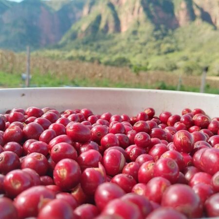 Producción Orgánica de Café con Bioinsumos ERA VERDE: Recuperando la Salud del Suelo y Mejorando la Productividad