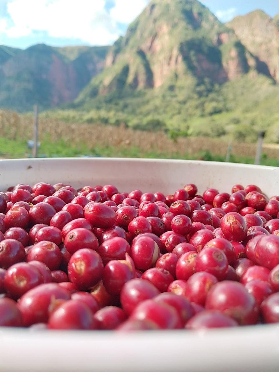Producción Orgánica de Café con Bioinsumos ERA VERDE: Recuperando la Salud del Suelo y Mejorando la Productividad